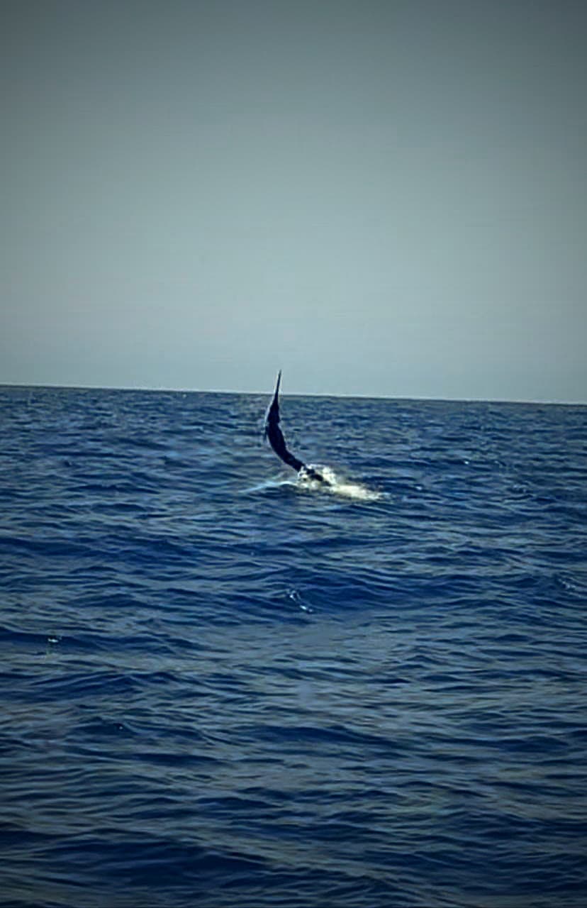 Marlin libre, saut à l'horizon